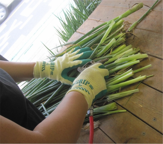 外葉むきの写真