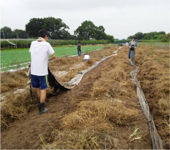 マルチはがしの写真